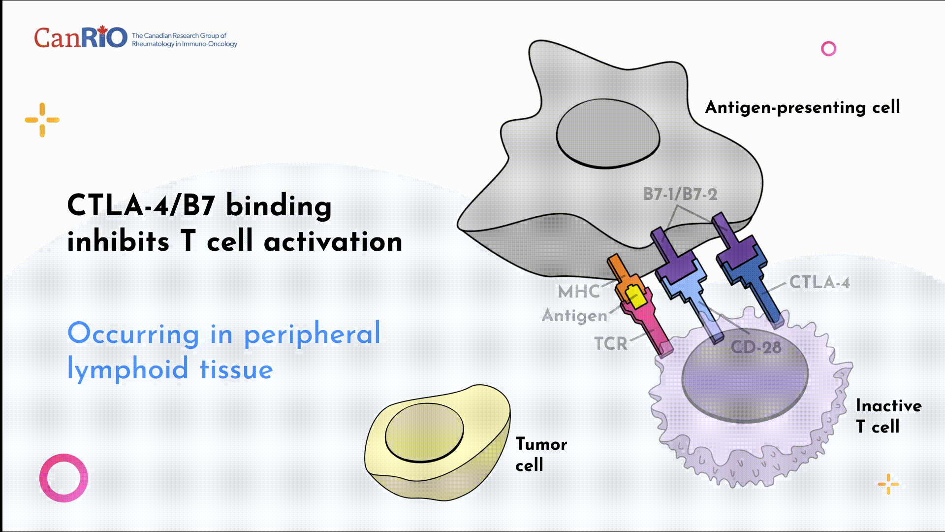 CTLA-4 pathway diagram