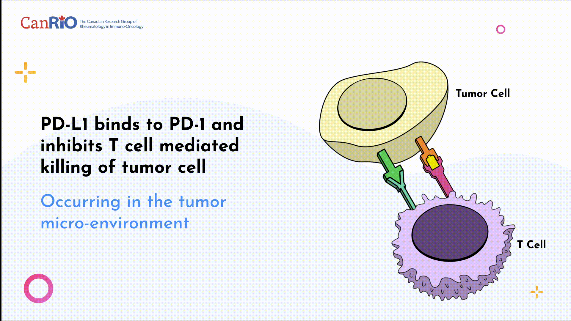 PD-1 pathway diagram